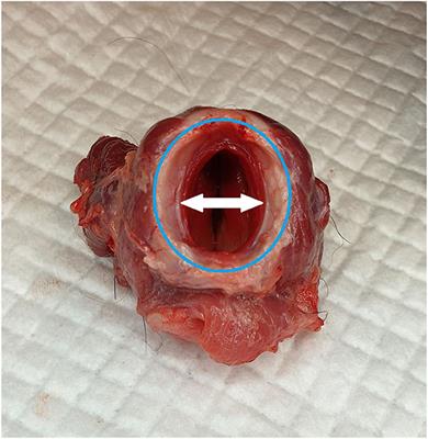 Pre-hospital emergency cricothyrotomy in dogs part 2: Airway sealing and ventilation using cricothyrotomy tubes